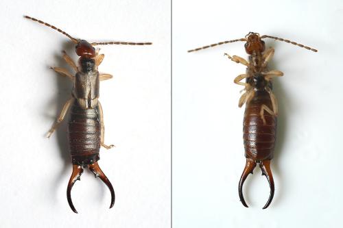 Forficula sp.